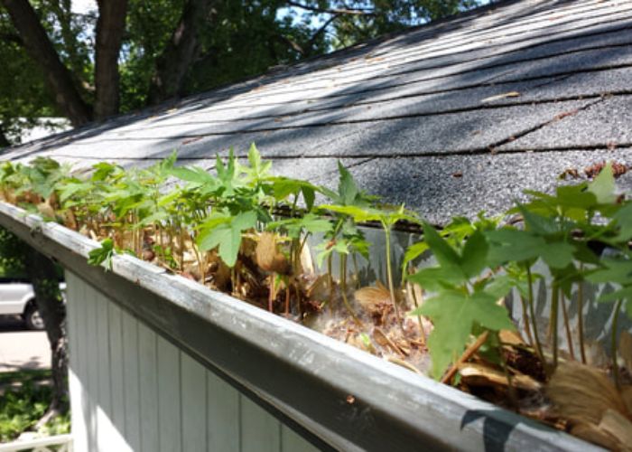 debris on roof and gutters